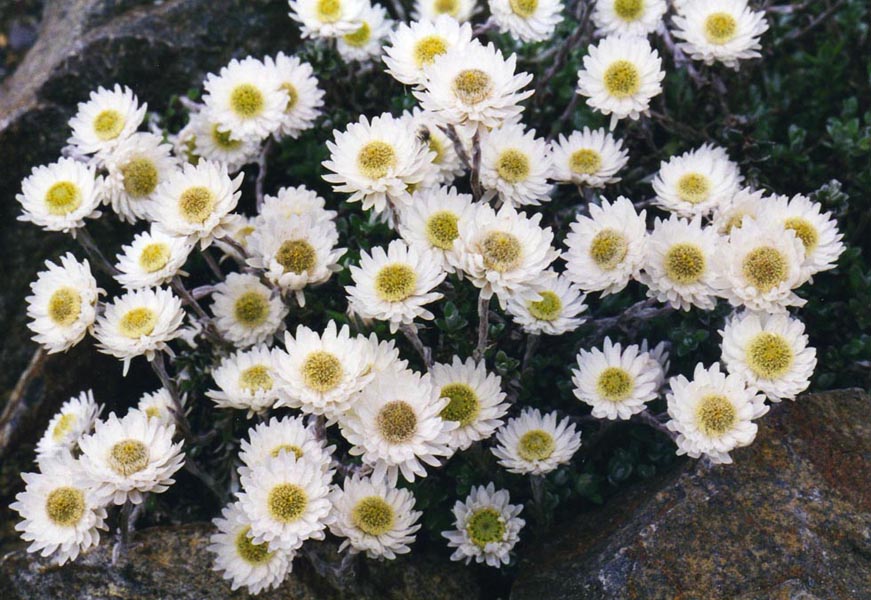 Helichrysum bellidioides en fleurs dans les prairies alpines de Nouvelle-Zélande
